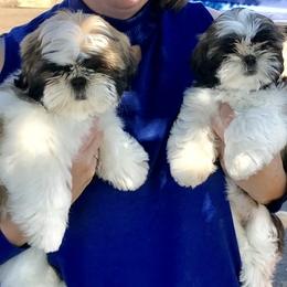 Cocker Spaniel and Shih Tzu Puppies from Newsong Cockers & Shih Tzu