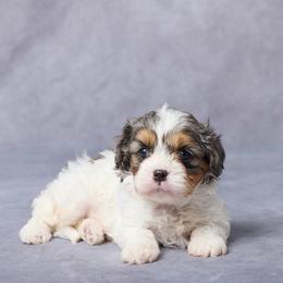 Beau - Merle male Cavapoo puppy in Apple Creek, Ohio from Grandeur Valley Puppies