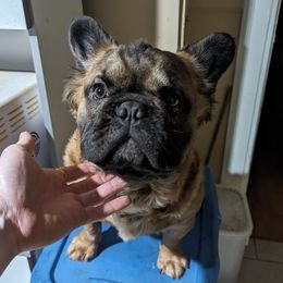 Zeus - French Bulldog