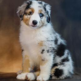 Australian Shepherd puppies from Beacon Hill Aussies