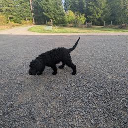Louie - Black phantom male Aussiedoodle puppy in Yacolt, Washington from Aussiedoodles by Maggie