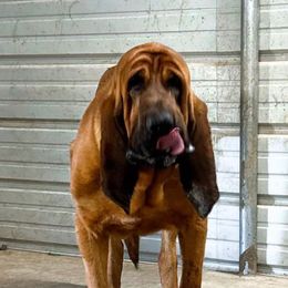 Charlie - Bloodhound