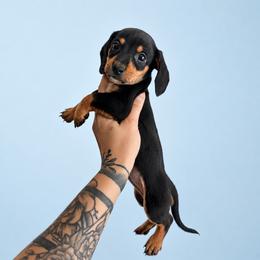 Chester - Black and tan male Dachshund puppy in Augusta, Georgia from Cherokee Hill Dachshunds