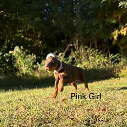 Pink - Red and rust female Doberman Pinscher puppy in Knox, Indiana from Double River Dobermans