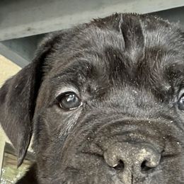 Cane Corso from Kandyz Kennel