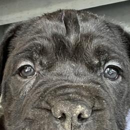 Cane Corso from Kandyz Kennel