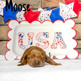 Moose - Apricot male Australian Labradoodle puppy in Leicester, North Carolina from Paws For All Labradoodles