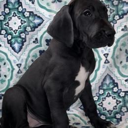 Great Dane Puppies from North Cedar Danes