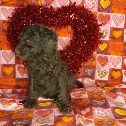Aussiedoodle and Poodle Puppies from Waterford Doodle Farm