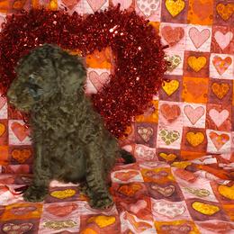 Aussiedoodle and Poodle Puppies from Waterford Doodle Farm