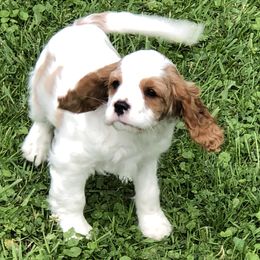 Leo - Cavalier King Charles Spaniel