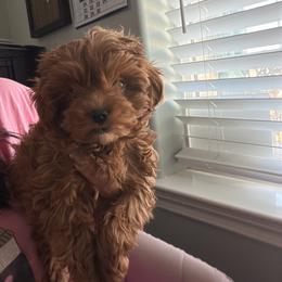 Lady Olive - Red female Maltipoo puppy in Southern,, California from Maltipoo Tiny Pups & More