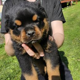 Boy1 - Black and mahogany male Rottweiler puppy in Bartonsville, Pennsylvania from Karol's Rottweilers