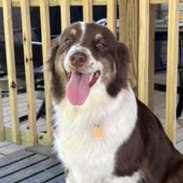 Ginger - Australian Shepherd