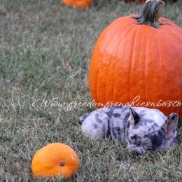Boston Terrier and French Bulldog Puppies from Freedom Bostons