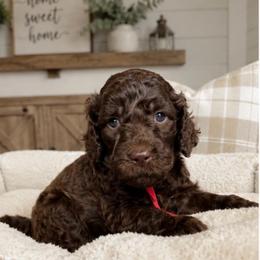 Red collar - Chocolate male Goldendoodle puppy in Christiana, Tennessee from Rechlicz Family Doodles