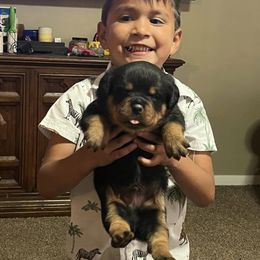Rottweiler and Toy Shetland Sheepdog Puppies from Mountain High Kennels