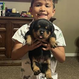 Rottweiler and Toy Shetland Sheepdog Puppies from Mountain High Kennels