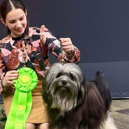 Greater Swiss Mountain Dogs and Lowchen from Roman Reign Lowchen and Greater Swiss Mountain Dogs
