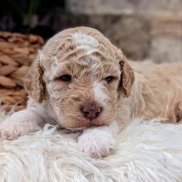 Penny - Orange female Lagotto Romagnolo puppy in West Jordan, Utah from Salt Lake Lagotto