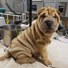 Chinese Shar-Pei Puppies from Shine Shar-Pei