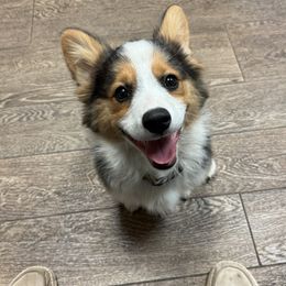 American Corgi and Pembroke Welsh Corgi Puppies from Desert Darlin’ Corgis