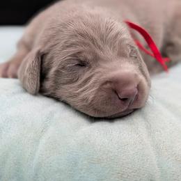 Biff - Silver gray male Weimaraner puppy in Evart, Michigan from Drehbar Weimaraners