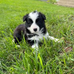 Roxi - Black and white female Border Collie puppy in Dorr, Michigan from Pineview Farm