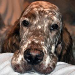 English Setters from Dakotah English Setters