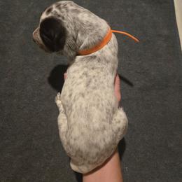 Orange Boy - Liver and white male German Shorthaired Pointer puppy in Johnson City, Tennessee from ShatzFired Shorthairs