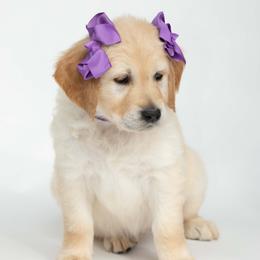 Golden Retriever Puppies from Valley County Goldens