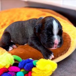 Boy black - Brindle male Boxer puppy in Marion, Montana from Serendipity's European Boxers