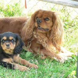 Cavalier King Charles Spaniel Puppies from 7 Bridges Cavaliers
