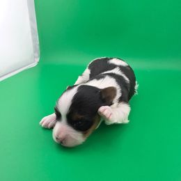 Buzz - Parti male Yorkshire Terrier puppy in Hickory, Pennsylvania from Happy Tails Farms