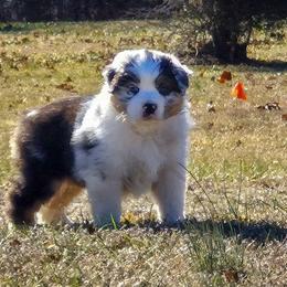 Denali - Blue merle male Australian Shepherd puppy in Appomattox, Virginia from Danell Australian Shepherd