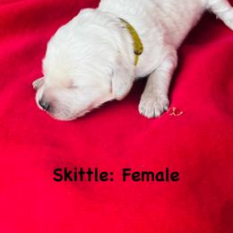 Skittle - Cream female Goldendoodle puppy in Baldwin, Georgia from Simmons F1b Goldendoodles