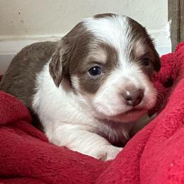 Clover - Piebald male Dachshund puppy in Dobson, North Carolina from Oakleys Dachshund Haven
