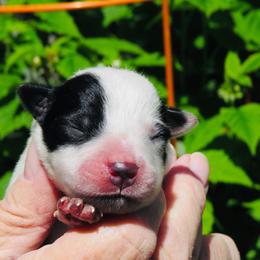 Ace - Blue male Australian Cattle Dog puppy in Redding, California from Macushla Kennel