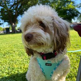 Aussiedoodles from Frenchie LOVE and Doodles