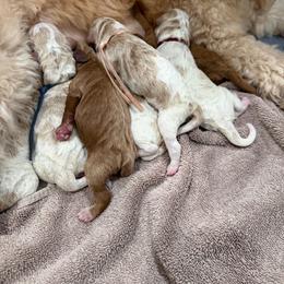 Boy 2 - Parti male Goldendoodle puppy in Stratford, New Jersey from Meadow Lark Doodles