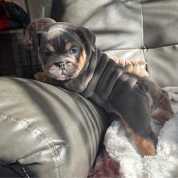 Mickey - Blue tri-color male Bulldog puppy in Seattle, Washington from mama Myra bulldogs