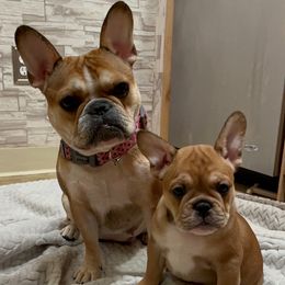 Stella - French Bulldog