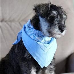 Wesley - Salt and pepper male Miniature Schnauzer puppy in Richardton, North Dakota from Crooked Tree Ranch