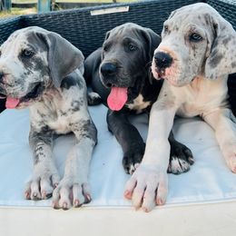 Great Dane Puppies from soboc Legacy of colors llc