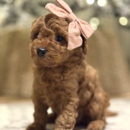 Candy Cane - Red female Cavapoo puppy in Pleasant Hill, Iowa from Harvest Creek