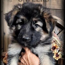 Ranger - Black and tan male German Shepherd puppy in Sequim, Washington from German Shepherd Haus