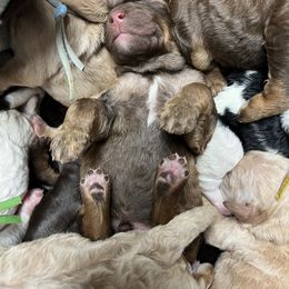 Bernedoodle, Dachshund, and Poodle Puppies from Chocolate Pet Connection