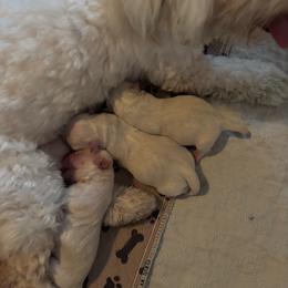 Grace - White female Coton de Tulear puppy in Freeport, Texas from H❤️PE COTONS
