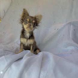 Minnie - Silver and white female Chihuahua puppy in Burleson, Texas from BabydollYorkiesofTexas
