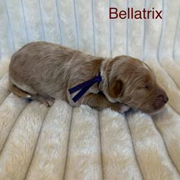 Bellatrix - Red  female Goldendoodle puppy in Conroe, Texas from Tails of Cypress